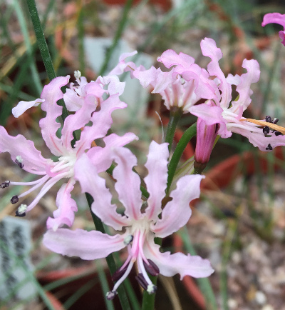 Nerine masoniorum 